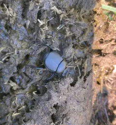 Eastern Tumblebug thumbnail 4