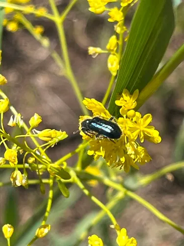 Trichodes oregonensis