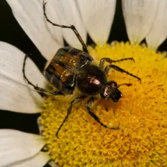 Hairy Flower Scarab thumbnail 3