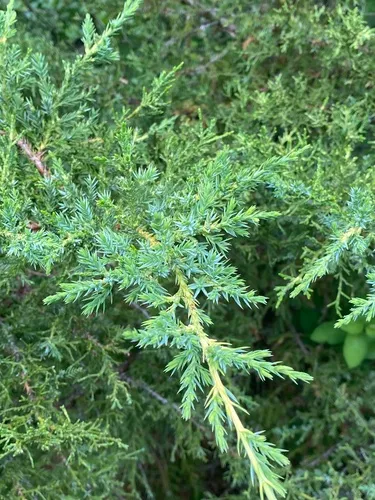 Chinese juniper