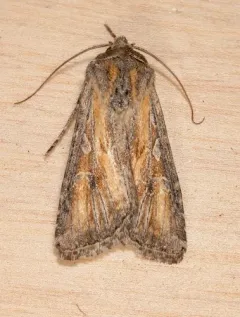 Euxoa pluralis thumbnail 2