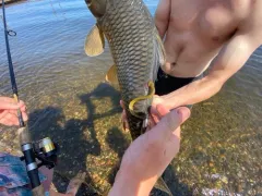 Chestnut Lamprey thumbnail 2