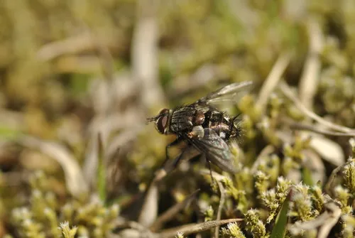 Winthemia fumiferanae