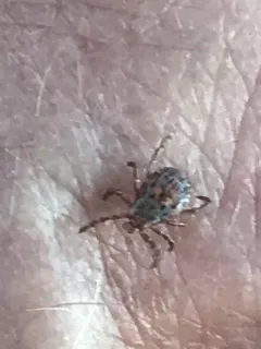 Pacific Coast Tick thumbnail 3
