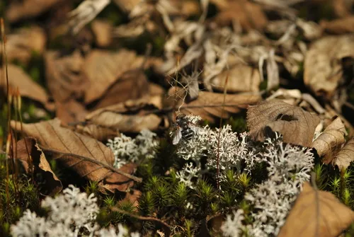 Gonia frontosa