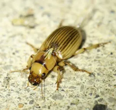 Homely Geopinus thumbnail 1