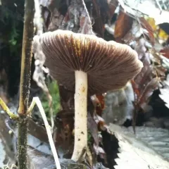 Questionable Stropharia thumbnail 1