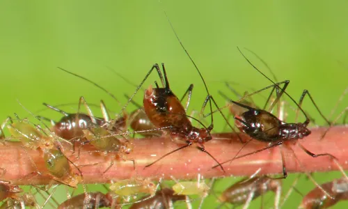 American Hazelnut Aphid