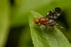 Paramyiolia nigricornis thumbnail 3