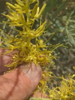 Oregon Prince's Plume thumbnail 2
