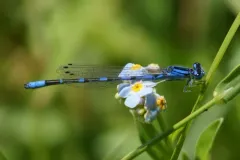 Arroyo Bluet thumbnail 4