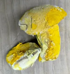 Hypomyces microspermus thumbnail 1