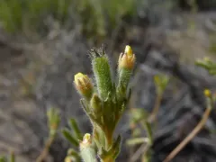 mountain stickleaf thumbnail 2