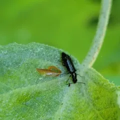 Dasytes plumbeus thumbnail 1