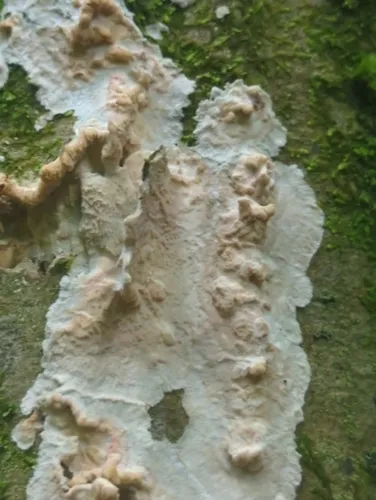Phlebia acerina