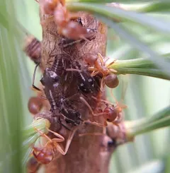 White Pine Aphid thumbnail 1