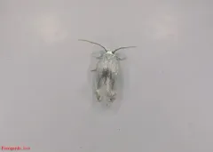 Gooseberry Barkminer Moth thumbnail 3