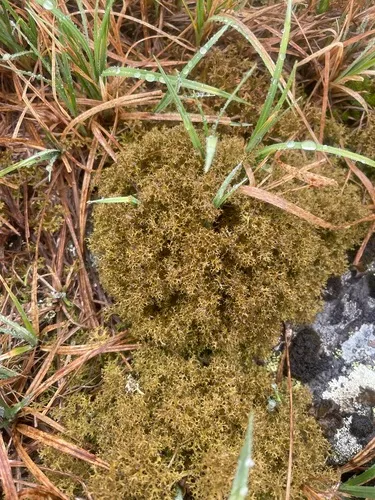 Snow-bed Iceland Lichen
