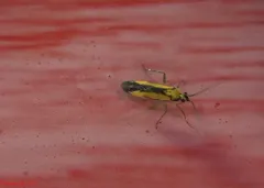 Orthotylus submarginatus thumbnail 2