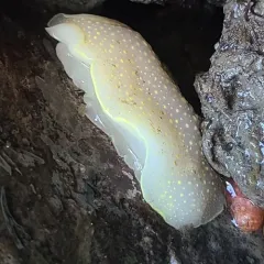 Yellow-edged Cadlina thumbnail 4