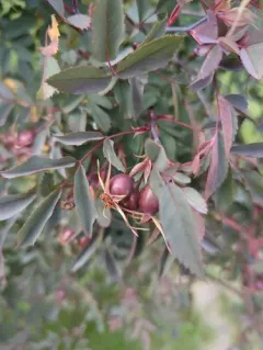Red-leaved Rose thumbnail 4