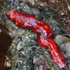 giant California sea cucumber thumbnail 1