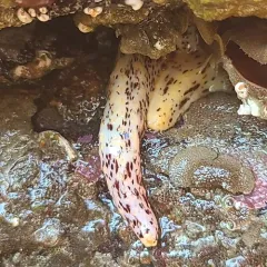 peppered sea cucumber thumbnail 3