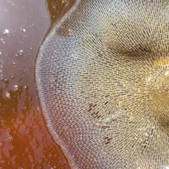 kelp lace bryozoan thumbnail 4