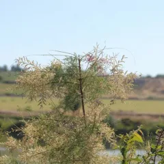 saltcedar thumbnail 4