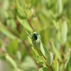 Cobalt Milkweed Beetle thumbnail 4
