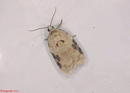 Acleris simpliciana