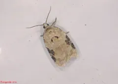 Acleris simpliciana thumbnail 1