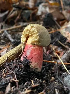 Caloboletus roseipes thumbnail 2