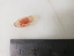 Aegiochus ventrosa thumbnail 2