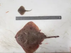 Thorny Skate thumbnail 3