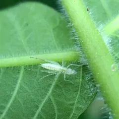 Snowy Tree Cricket thumbnail 4