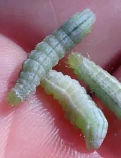 Delphinium leaftier thumbnail 4
