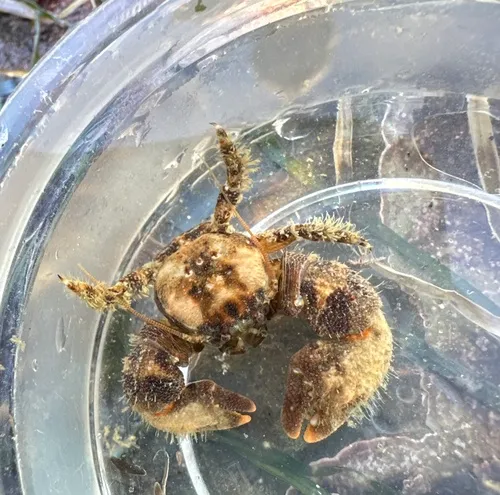 Thickclaw Porcelain Crab