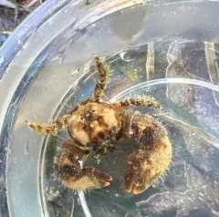 Thickclaw Porcelain Crab thumbnail 1