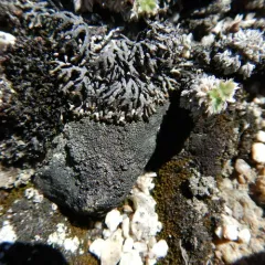 Mountain Sausage Lichen thumbnail 3