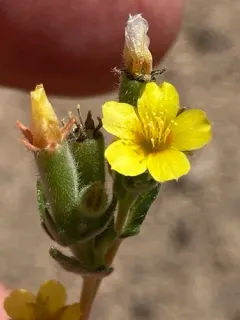 mountain stickleaf thumbnail 3