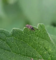 Clubbed Seed Bug thumbnail 3