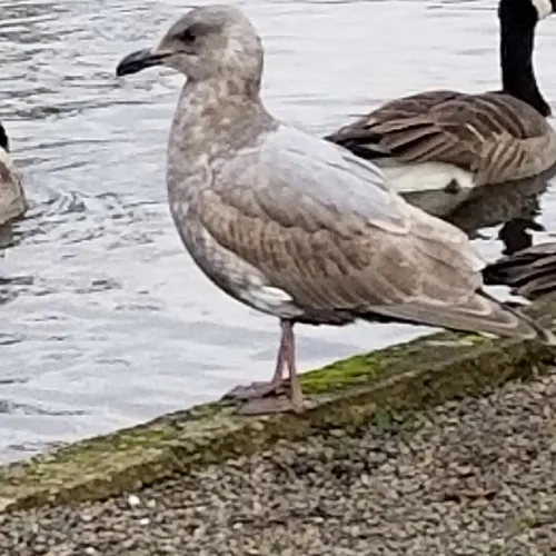 Glaucous-winged Gull