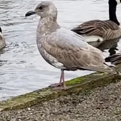 Glaucous-winged Gull thumbnail 1