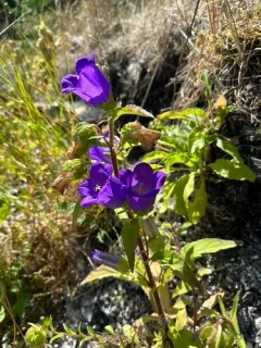 Canterbury-bells thumbnail 2