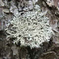 Salted Starburst Lichen thumbnail 3