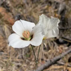 Howell's mariposa lily thumbnail 2