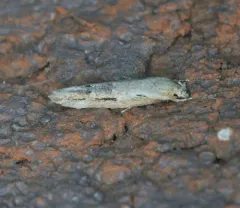 Mompha brevivittella thumbnail 4