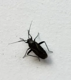 hairy plant bug thumbnail 4