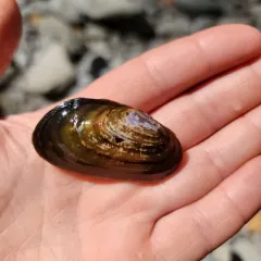 Western Pearlshell thumbnail 3